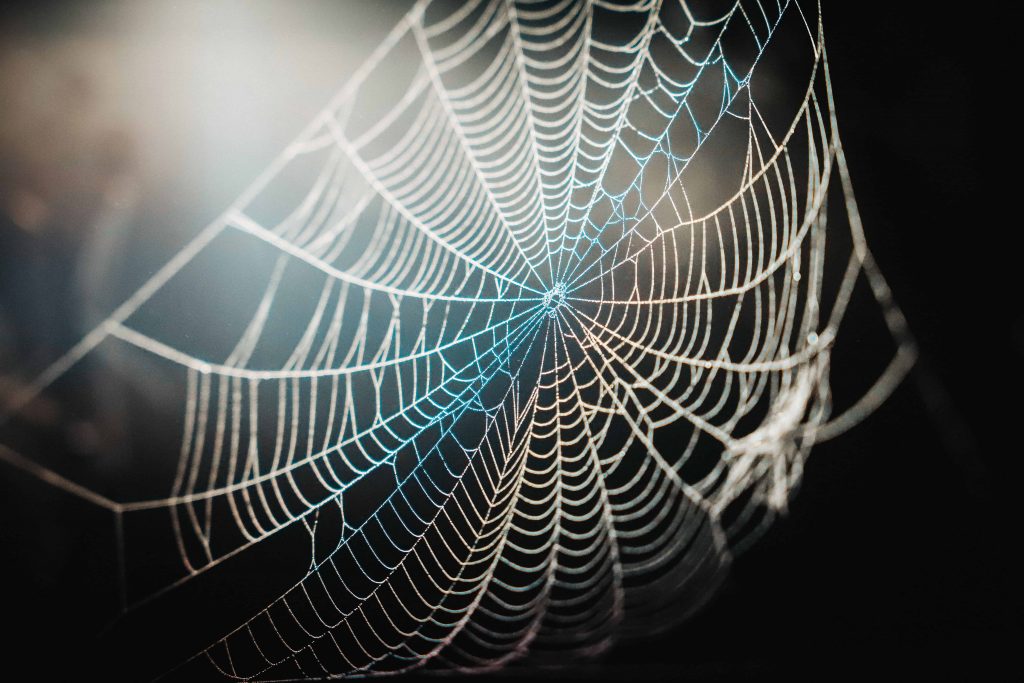 Scopri cosa sono gli spider di internet